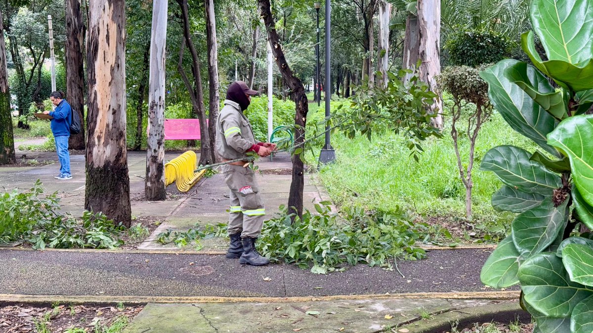 Alcaldia_Coy's tweet photo. ☀️El Parque Naciones Unidas luce renovado gracias a nuestras cuadrillas de poda, limpia y clareo. Trabajamos día y noche para que disfrutes de parques limpios y seguros 🌳 porque #CoyoacánEsLaSede y aquí somos imparables✨. https://t.co/XiuTNEgaG3