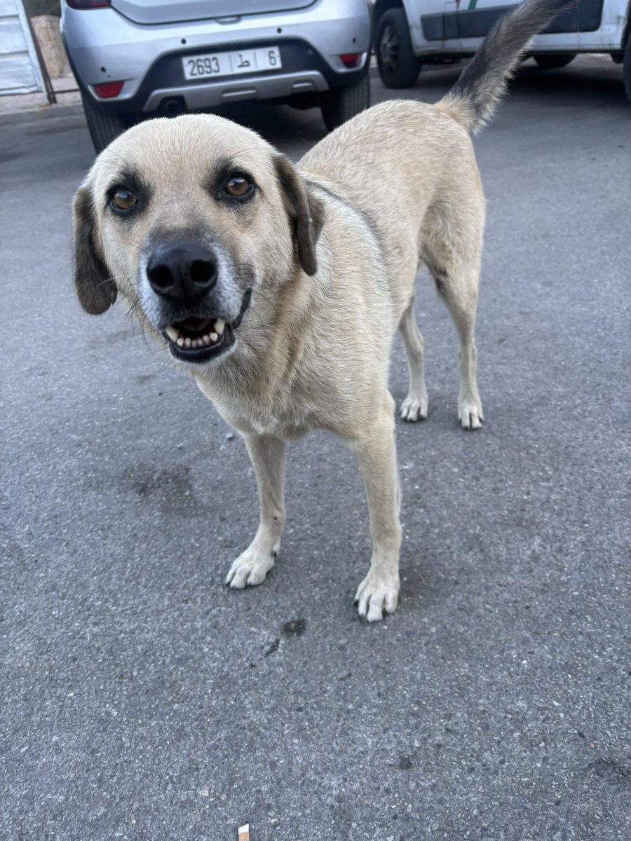 お見送りしてくれたベリベリキュートモロカンイッヌ