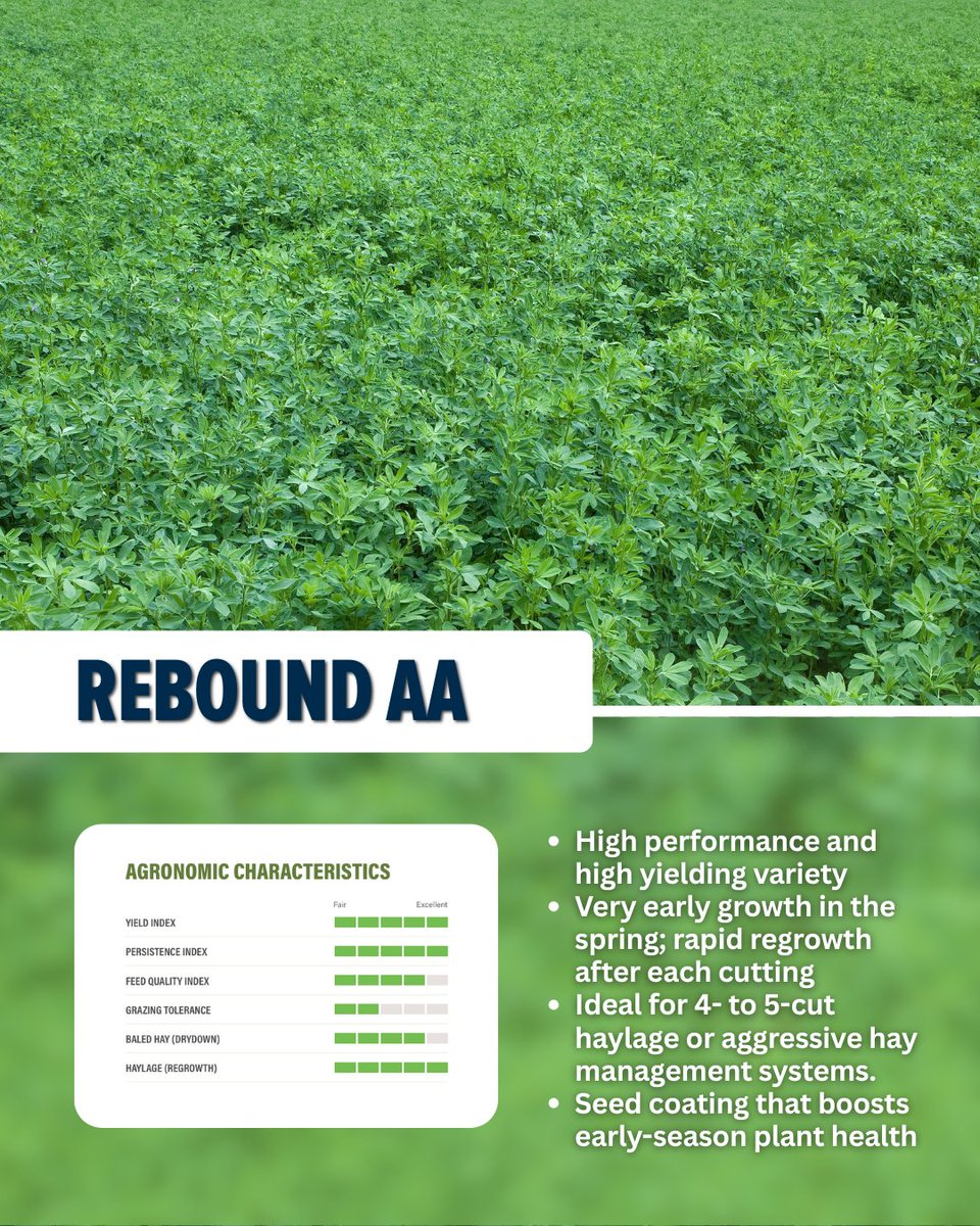 Weak stands? Slow regrowth? Sorry, you won’t find that here.🚫 

When it comes to feed, CROPLAN® alfalfa is built to be a cut above. Learn more about these varieties winfieldunited.ca/en/seed/alfalfa or reach out to our Warner location: 587-762-0122 or Lethbridge: 403-360-4101 for advice.