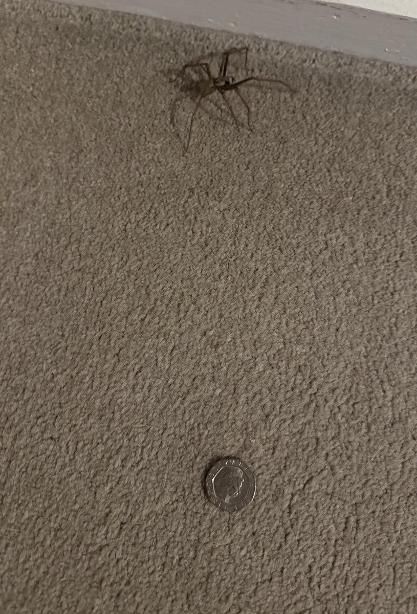 Springborn21's tweet image. Huge spider as I prepare for my bath, I’m not remotely bothered by spiders as a rule but even I was a bit concerned, so much so I jumped out of my skin when the dog walked in🤦♀️😂🐶🕷️