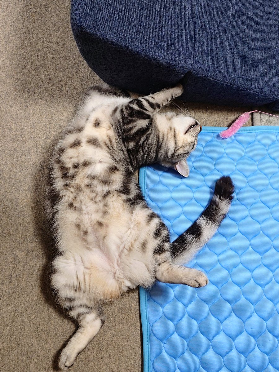 mitsuru3690322's tweet image. 2025.10.11仙台市🌧️16/14℃

おはようございます🐈

本日もよろしくお願い致します✨✨

素敵な1日になりますように🍀

朝😺猫運動🐈🐾✨