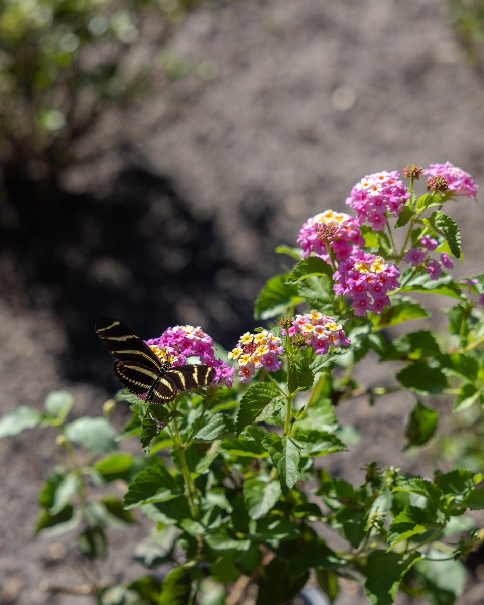 UF Facilities Services tweet media