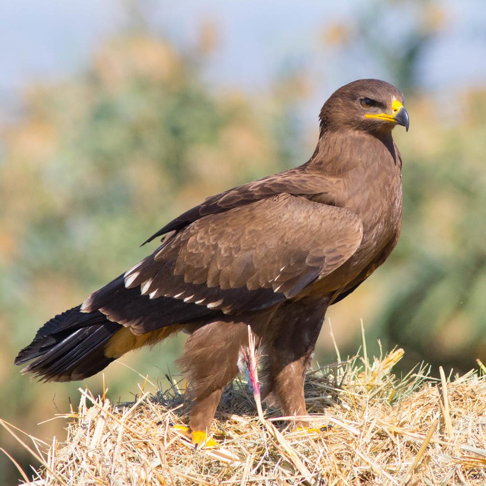 UNDP's tweet image. Each year, hundreds of thousands of migratory birds soar across Egypt’s skies along the Rift Valley & Red Sea flyway, one of the most important migration corridors.
On #WorldMigratoryBirdDay, explore how @UNDPEgypt works to safeguard these ancient routes: go.undp.org/USJ