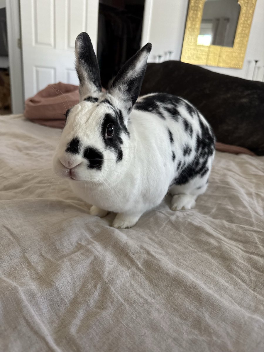 remschneider007's tweet image. While Daddy works, Bun Bun enjoys her zoomies and downtime. 🐇❤️

#Bunny #Rabbit #PetLife #Zoomies #AnimalLovers #CutePets #BunBun #PetsofX