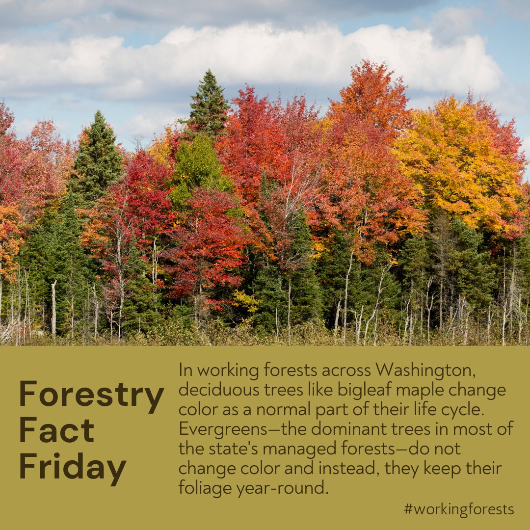 #forestryfactfriday #dyk🌲 #workingforests