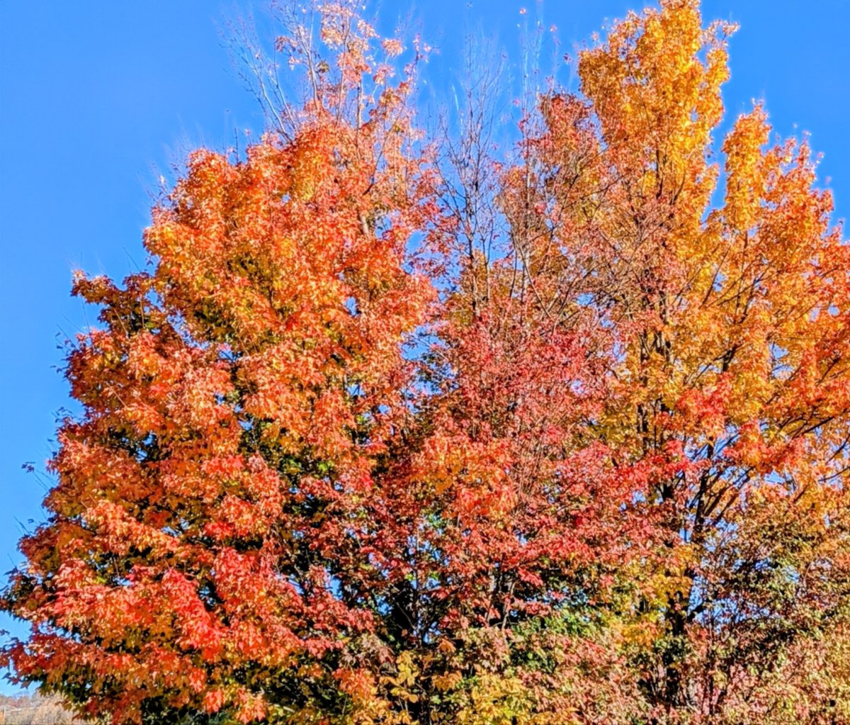 Grampa1950's tweet image. Fall colors are the best. Hit like if you agree. Post your colors 👇👇👇 #fallcolors #Autumn #trees