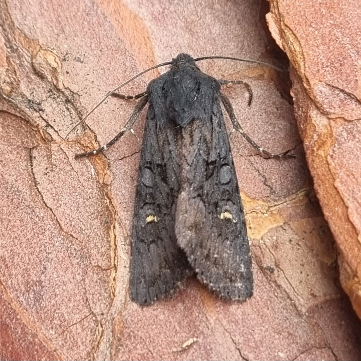 A little bit of quality last night. My first Red-line Quaker. Merveille du Jour. Green-brindled Crescent and Black Rustic #teammoth