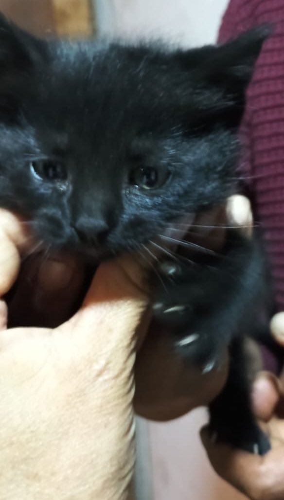 Gatitas 2 meses disponibles en #Adopcion Stgo., WhatsApp +56987685580