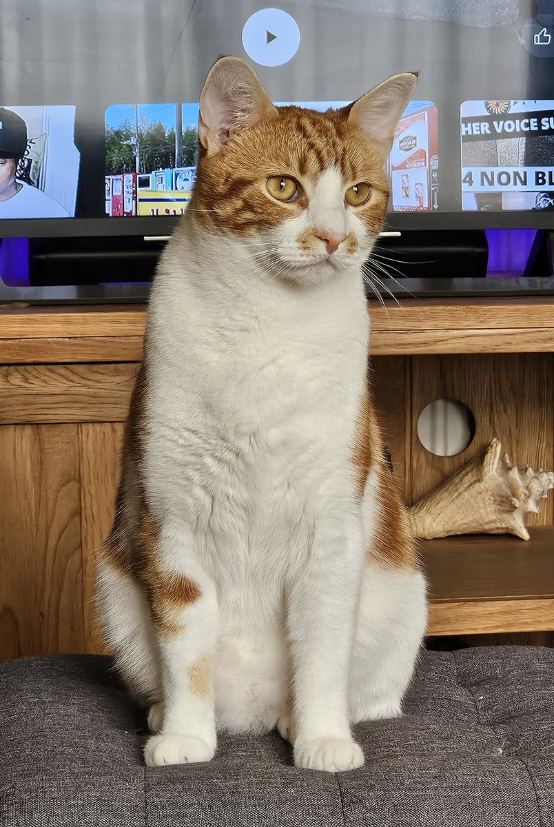 🧡🐈🥰  Goodnight to all my fur friends sweet dreams 💤 love from Rusty 🥰🐈🧡

#CatsOfTwitter #CatsOnTwitter #Cat #cats #CatsAreFamily