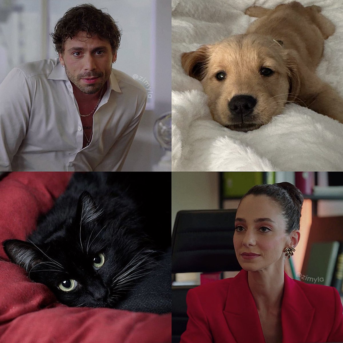 black cat and golden retriever couple 🖤❤️

#EnfesBirAksam  #arber 
#taroemirtekin  #zeynepoymak