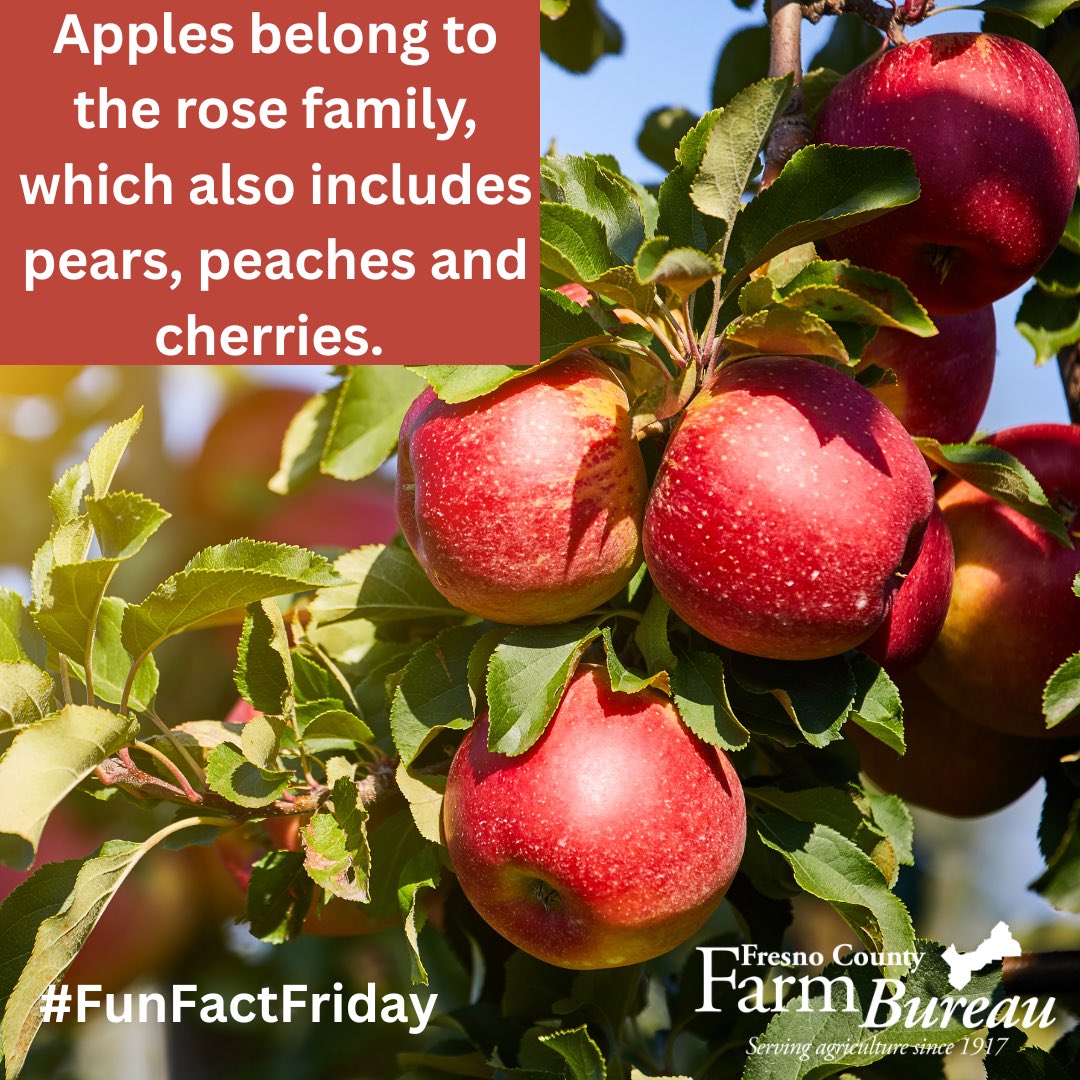#California is the fifth largest producer of #apples in the nation.
#FCFB #FunFactFriday #FarmFactFriday #CAGrown