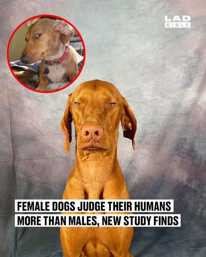 Pawes_and_pups's tweet image. Do you think it’s true 🤣