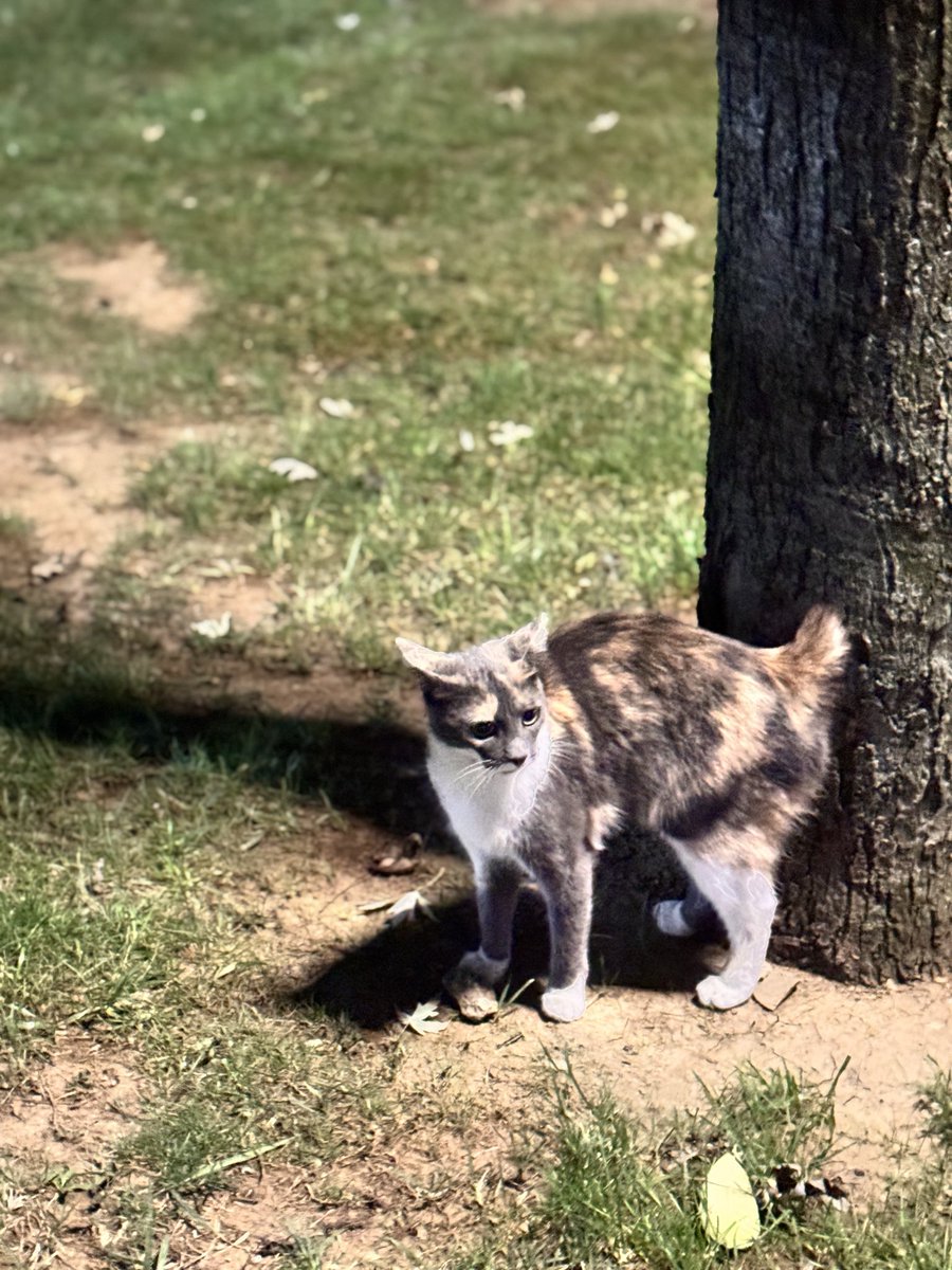 Şu kedinin kuyruğunu kesip hayatına devam eden kişi, canlı canlı organlarının söküldüğü bir ‘kaza’ya kurban gidesin.