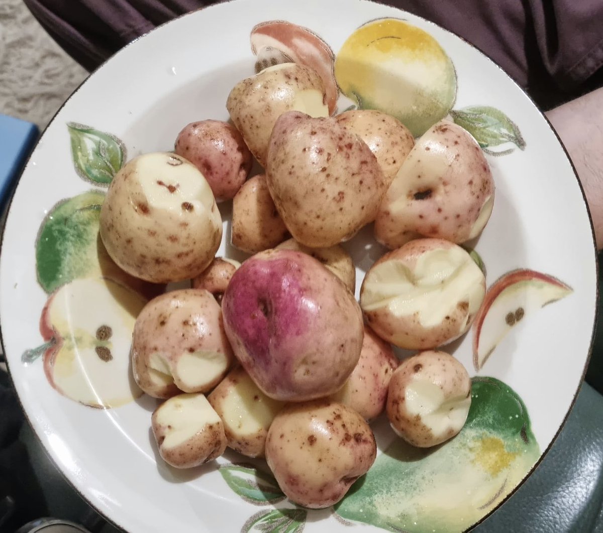 Finally managed to harvest our wee crop of tatties from the garden! Kerrs Pinks. Having them with a couple of local mackerel. After dinner report: the tatties were wonderful (dry &amp; floury) and the rionnach very blasta! It’s like being a machair child in South Boisdale again!