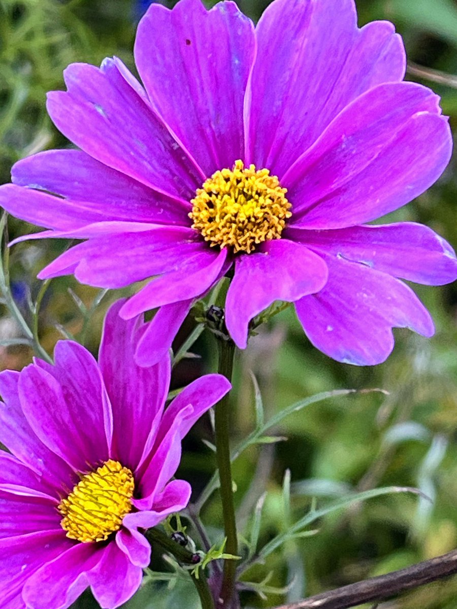 sandra_nimha's tweet image. Peace begins with me. 🕊️