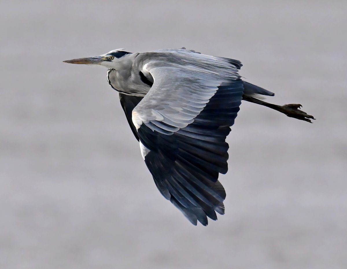 Carl Bovis tweet media