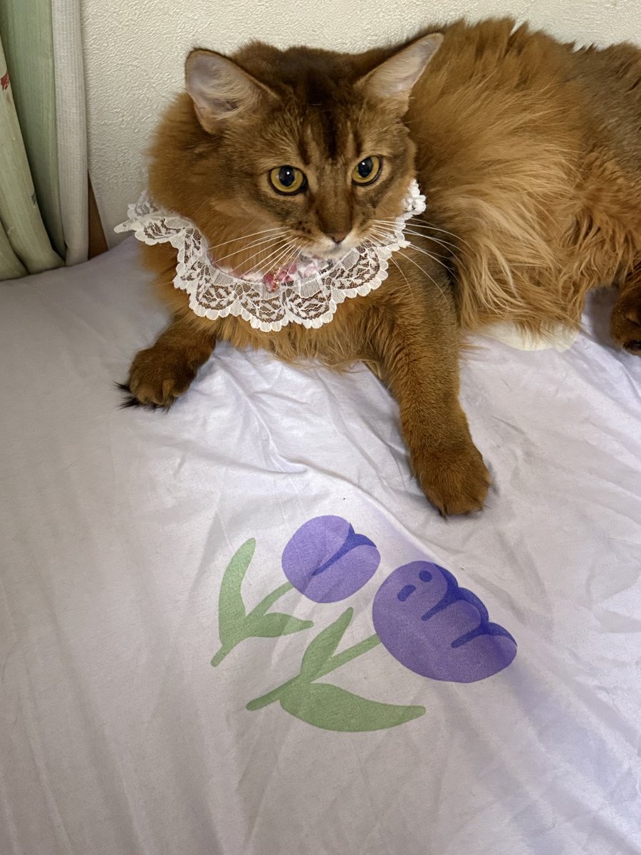 ぽむからおはようございます☂️
フォロワーの<a href="/lovely_cat01/">neko好き♡</a>さんのスタイ
ありがとうございました^_−☆

昨夜は皆で早く寝ました🐱🐱

ステキな土曜日お過ごし下さい✨

#ソマリルディ
#クライマックスシリーズ⚾️
#ベイスターズ頑張って