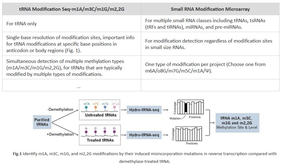 arraystarinc's tweet image. Arraystar offers both tRNA Modification Seq-m1A/m3C/m1G/m2,2G and Small RNA Modification Microarray for small RNA modification profiling. 

Which one works best for your research? 🤔

Learn more here: arraystar.com/assets/1/6/new…+