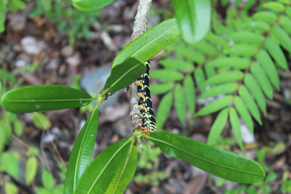 UCLVCU's tweet photo. 🌿 Día de los Jardines Botánicos desde la #UCLVnuestra, hogar del Jardín Botánico de Villa Clara.
Un espacio de ciencia, conservación y belleza natural que nos conecta con la biodiversidad cubana y el compromiso ambiental universitario.
📸 Imágenes que hablan por sí solas. https://t.co/RJoFou1Pjx