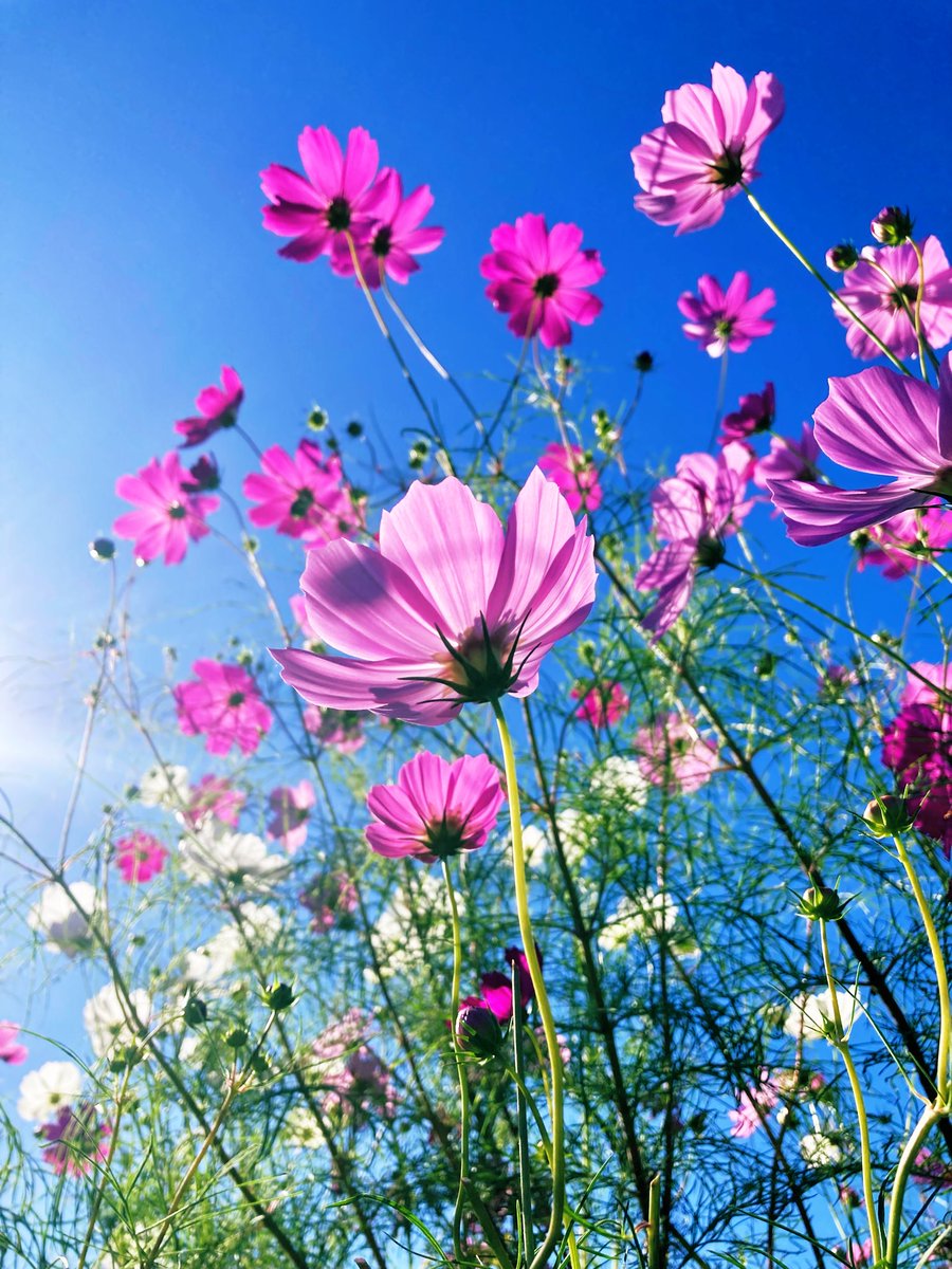 〜 空へ 〜

手を伸ばす  
透きとおる秋空  
秋桜… 凛と咲く

#備北丘陵公園