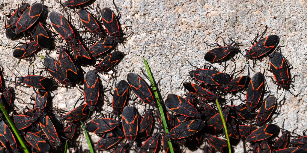 masters_pest's tweet image. Protect your home from boxelder bugs. As temperatures drop, these pests look for ways inside. Keeping them out is key, as crushing them can cause a foul smell and leave permanent red stains. Learn more at masterspestcontrol.com/boxelder-bugs. #boxelderbugs #pestcontrol