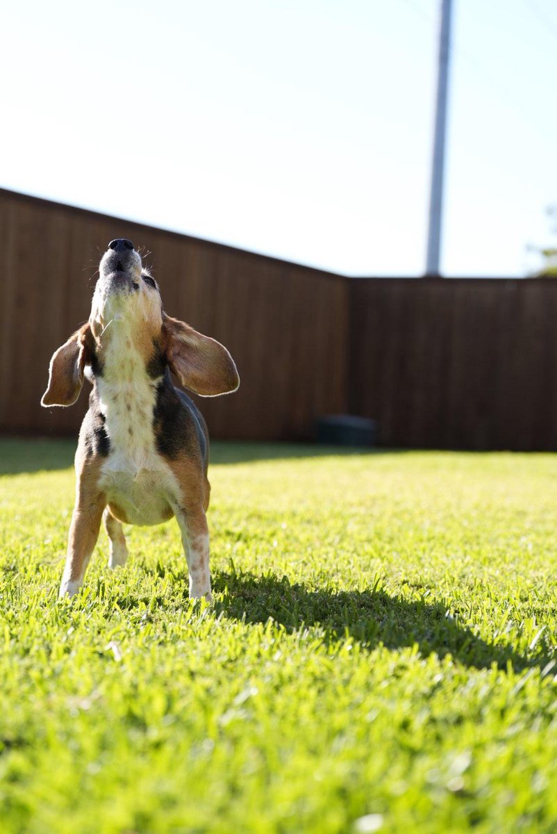 Battle Beagle tweet media