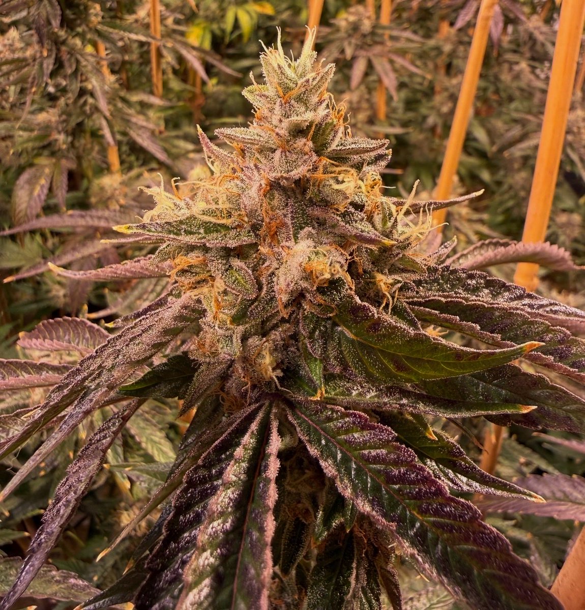 Pakistani Pine Tar Kush at day 55 of flower. ⛽️