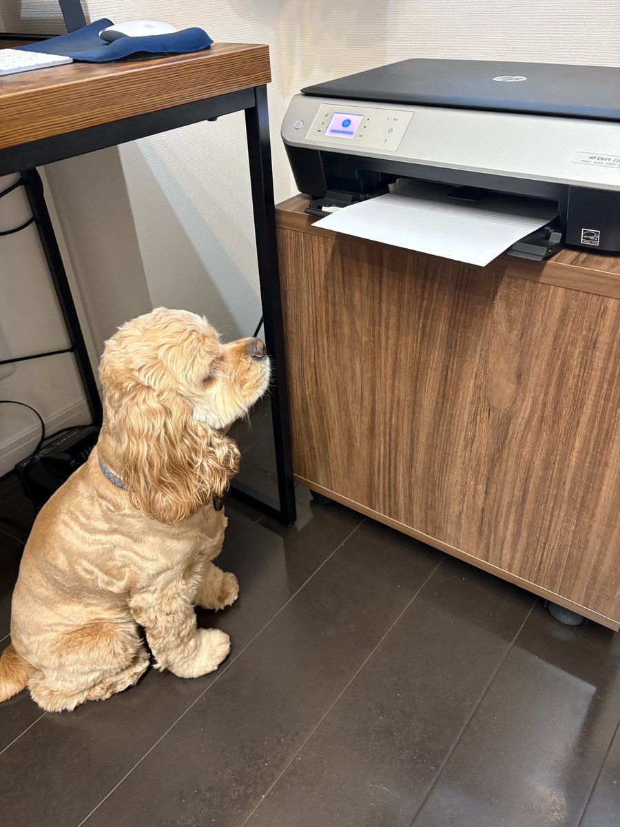 andy_webdesign's tweet image. 土曜恒例の我が家の犬あるある。プリンターへの執着心がすごいです。スタンバイして見張って、紙を奪おうとします。紙を奪ったあとはぐちゃぐちゃにして、また戻ってきます。