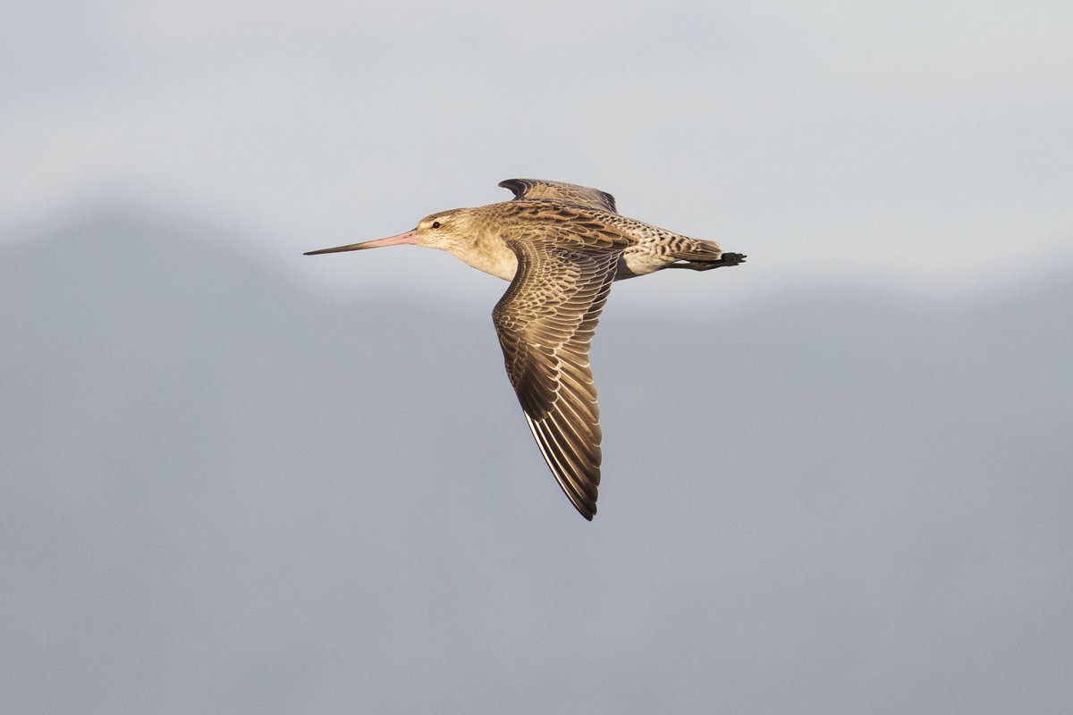 Forest & Bird tweet media