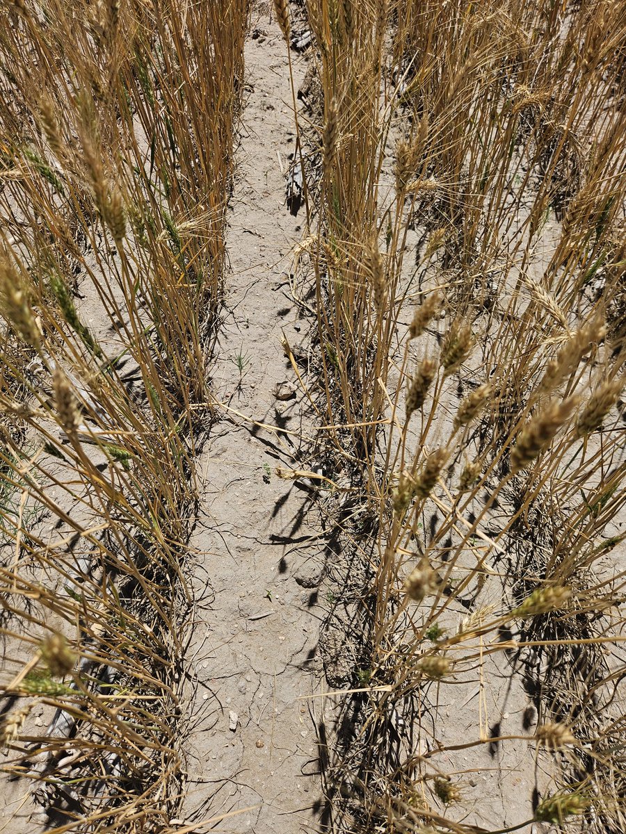 Benjamen Sauder tweet media