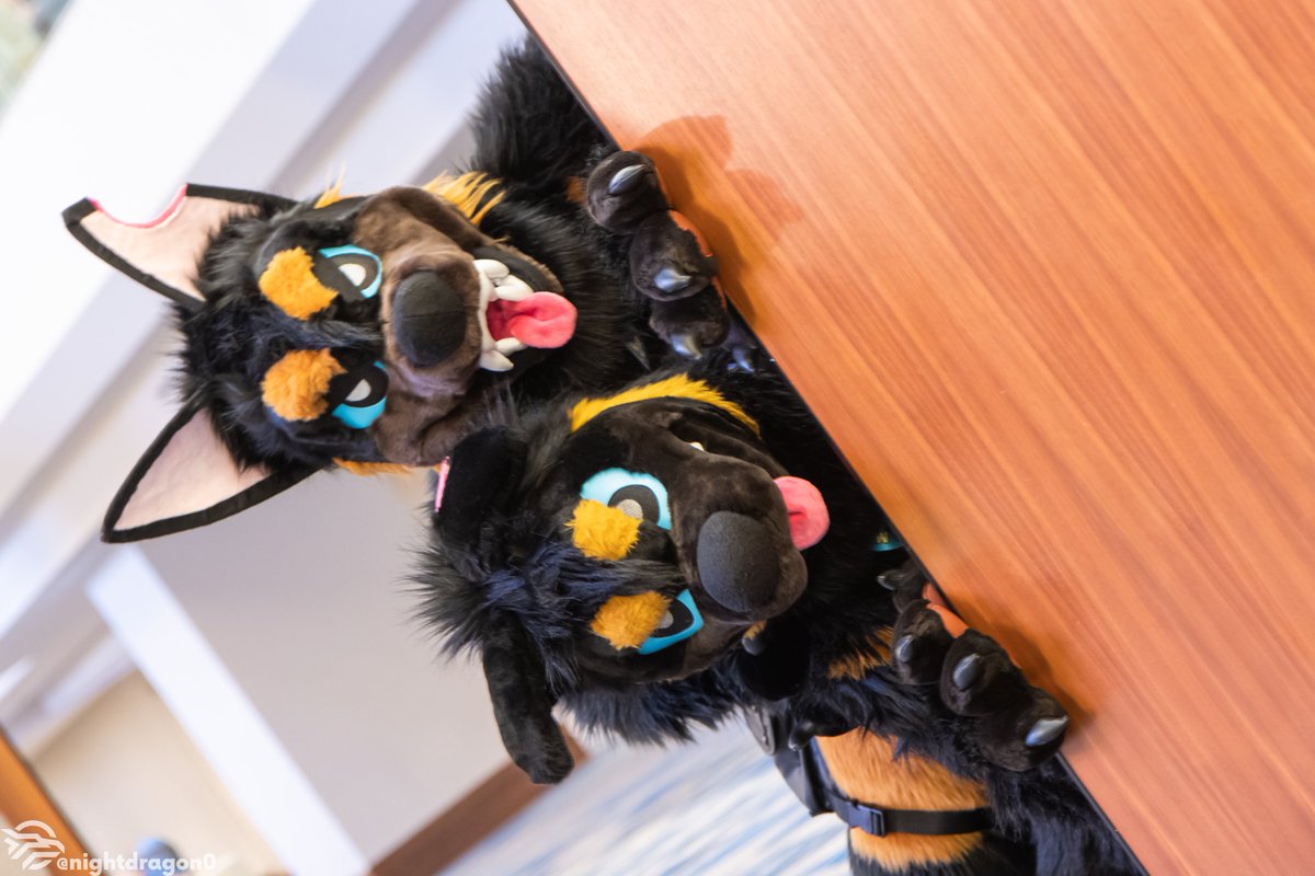 More Ignition double trouble! 
nightdragon0.smugmug.com/2025/Ignition-…

#fursuitfriday #fursuit #fursuiting