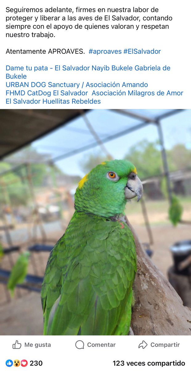 Hace un poco más de un año, #APROAVES ya había denunciado públicamente que el Gobierno los estaba amenazando y quería apropiarse de su trabajo

Ahora #LaFiscalíaDeBukele los presenta como criminales

Así se castiga en El Salvador a quienes rescatan fauna SIN SOMETERSE AL PODER