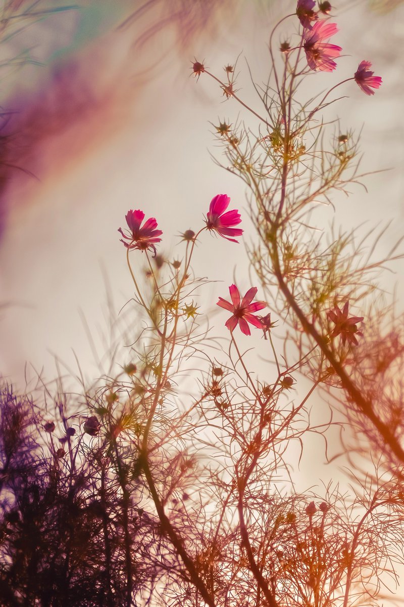 rog_flow's tweet image. おはようございます