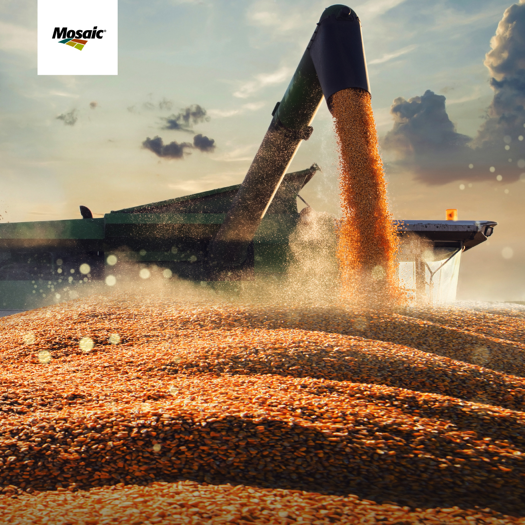 Crop_Nutrition's tweet image. Farming demands more from you every season. 🌱​

Bio Crop Nutrition products like #BioPath and #PowerCoat help you get more from your nutrition plan when it counts most.​

Discover how every acre and every dollar can work harder for you. bit.ly/4mL2EHl