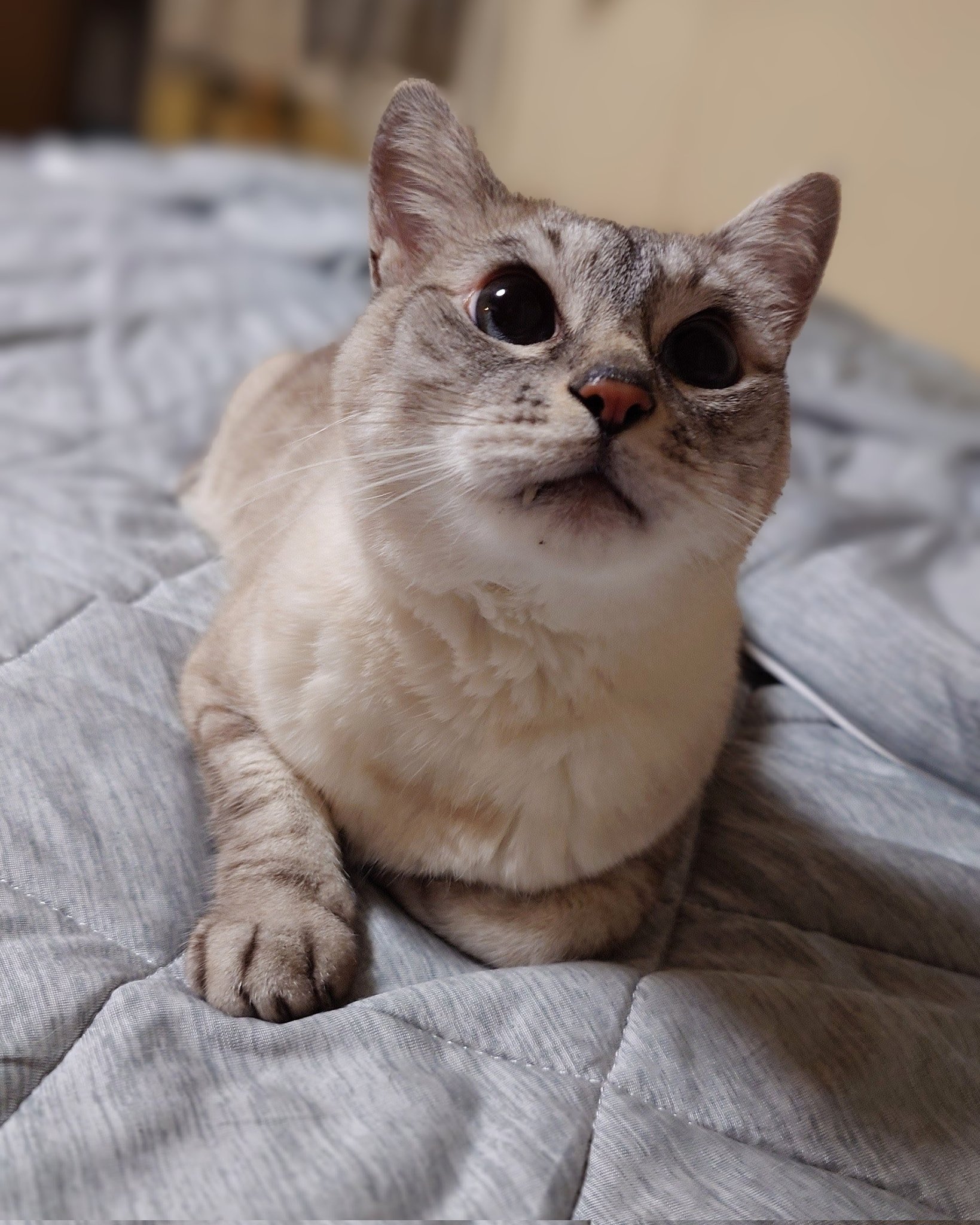 ささやかな〜 on X: 