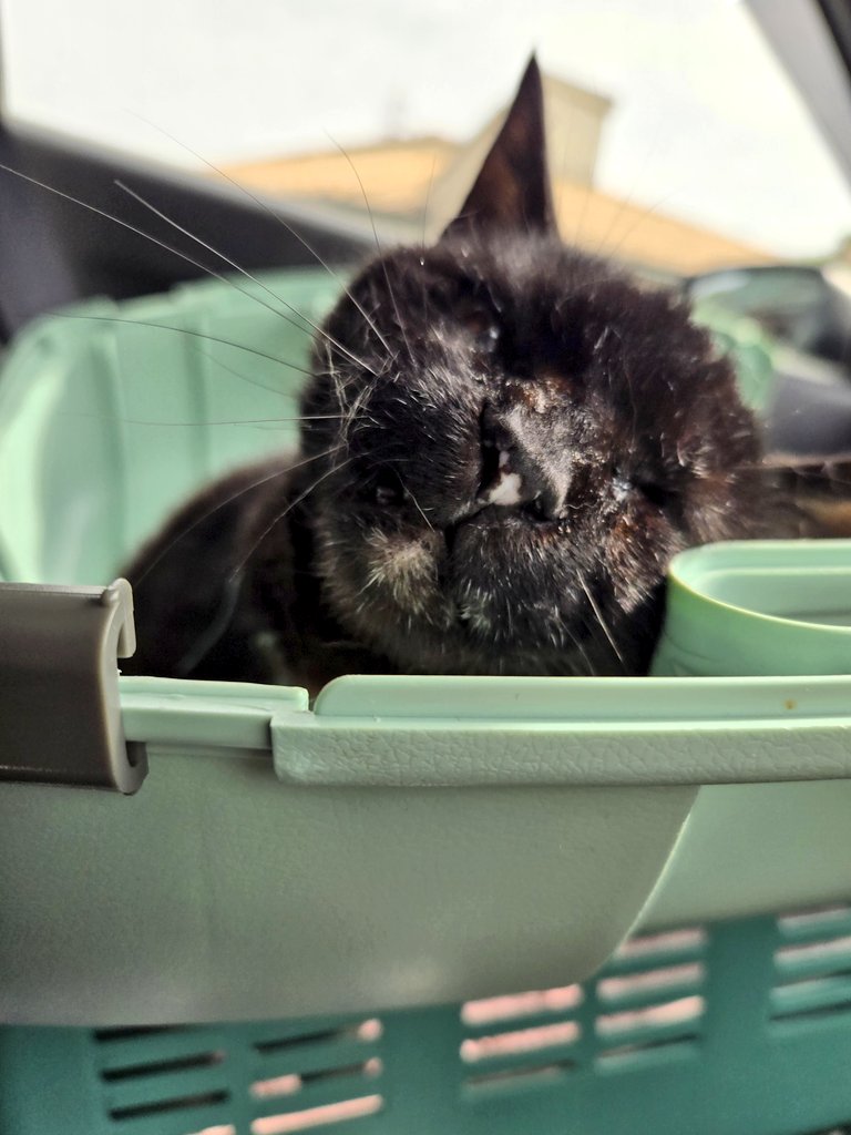 サフラン tweet media