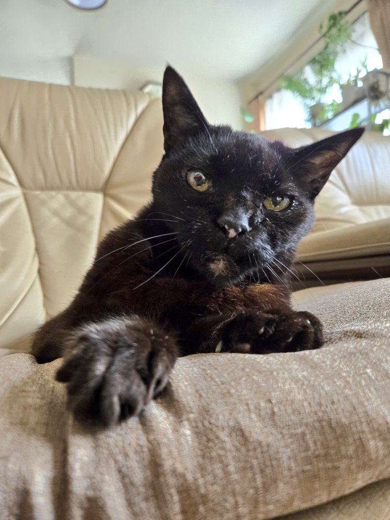 サフラン tweet media