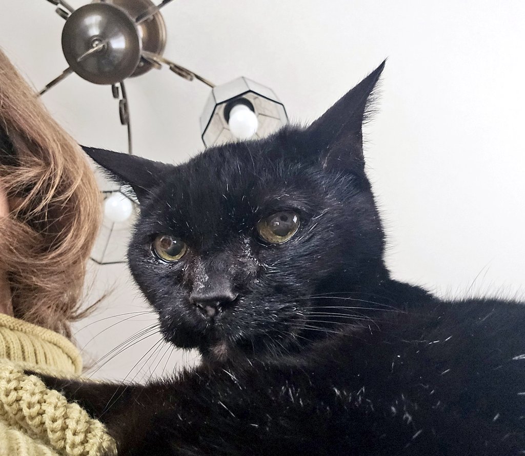 サフラン tweet media