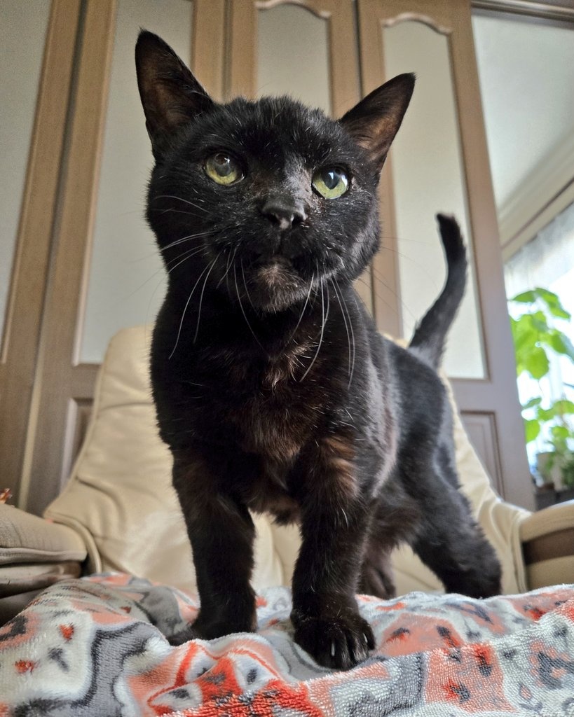 サフラン tweet media