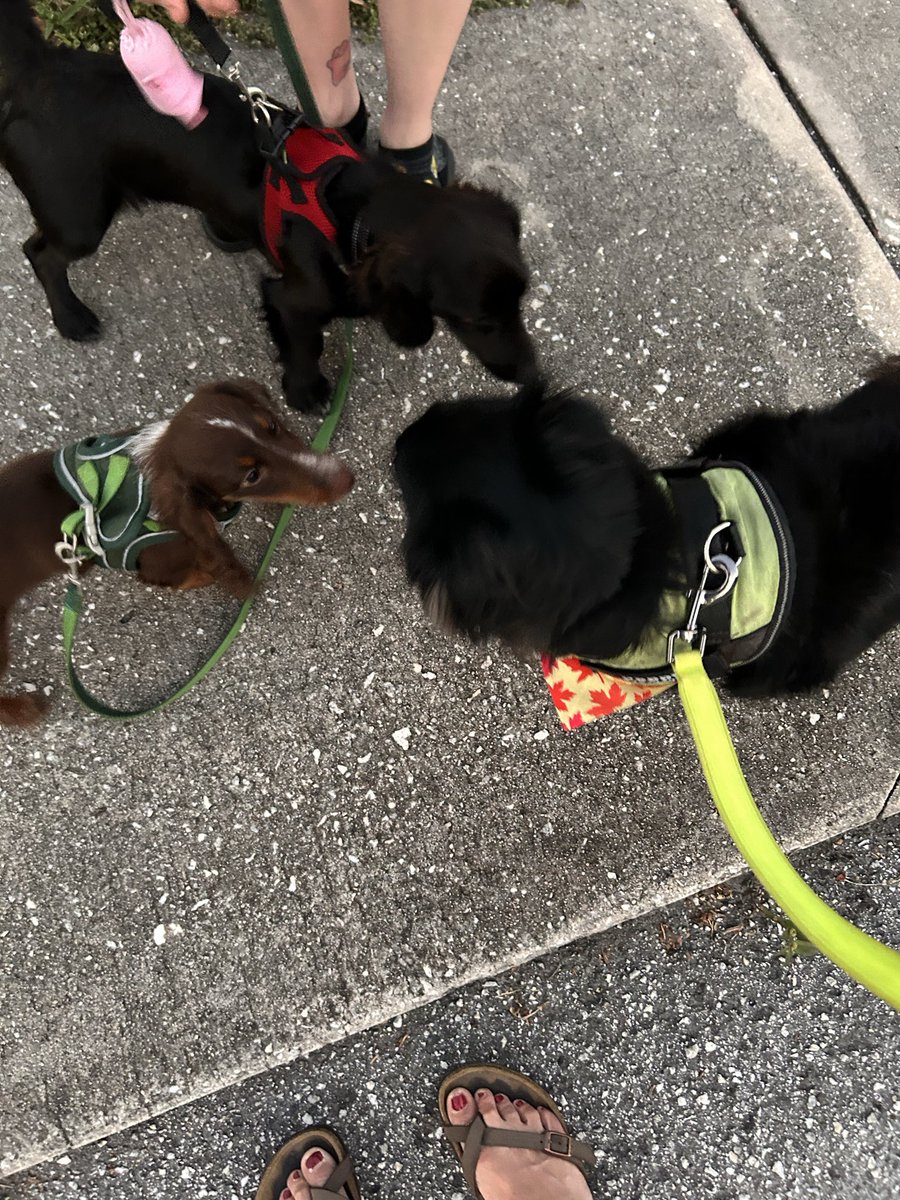 Juss finishes mah ebening pawtrol an meets mah furriends Levy an Noogit dey so cutes an we hab a meeting ‘bout da nayborhood cat 😂🐾♥️🐾