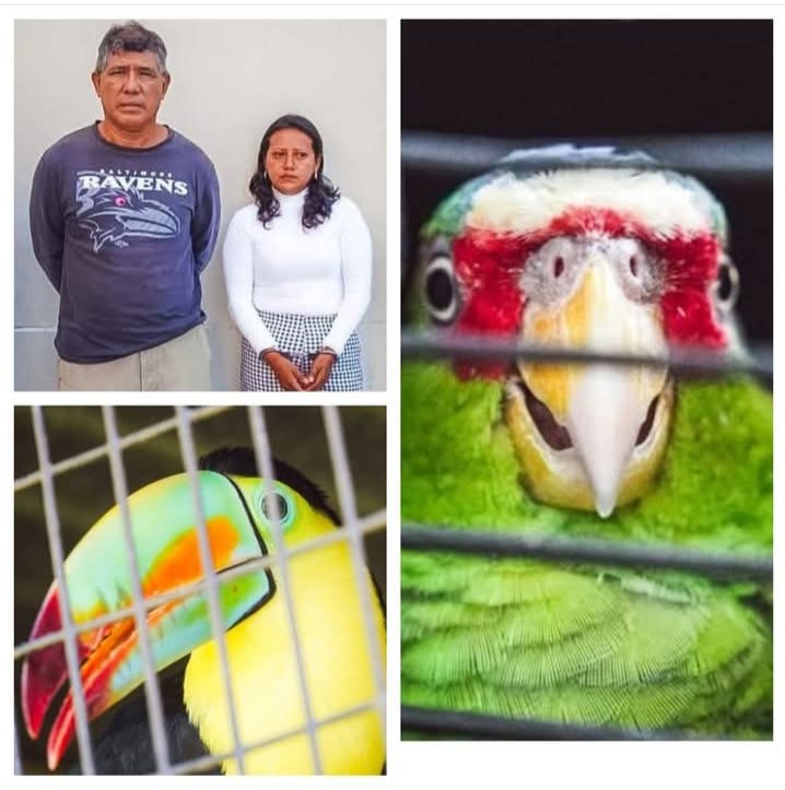 Está pareja de esposos rescataban aves que habían sido lastimadas y luego las dejaban en libertad. La Fiscalía de Bukele hoy los tiene presos por hacer la labor que Medio Ambiente no hizo. Miles de personas en redes sociales los apoyan. 👍Te gusta mi contenido, sígueme.