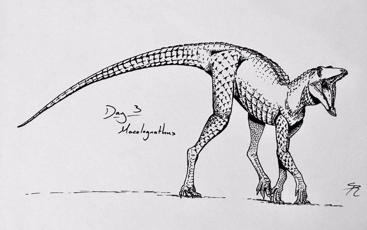 ArminReindl's tweet image. Our fun fact for #Croctober day 10
Crocs even developed beaks at some point. Macelognathus (art by Scott Reid) is an early crocodylomorph from the Morrison Formation who&apos;s lower jaw tip was flattened and beak like with teeth further back in the jaw.