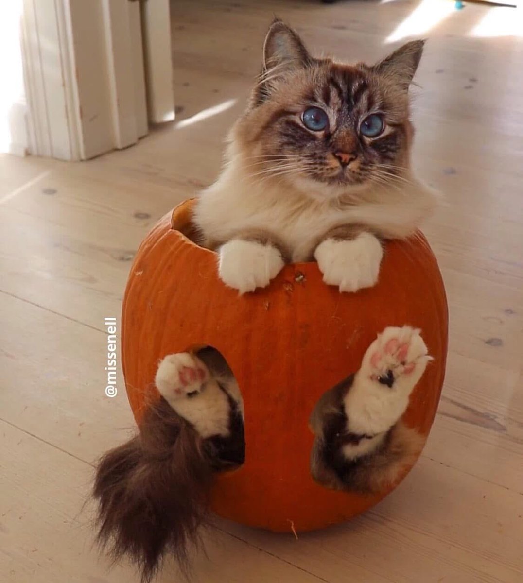 Halloween ready 🎃