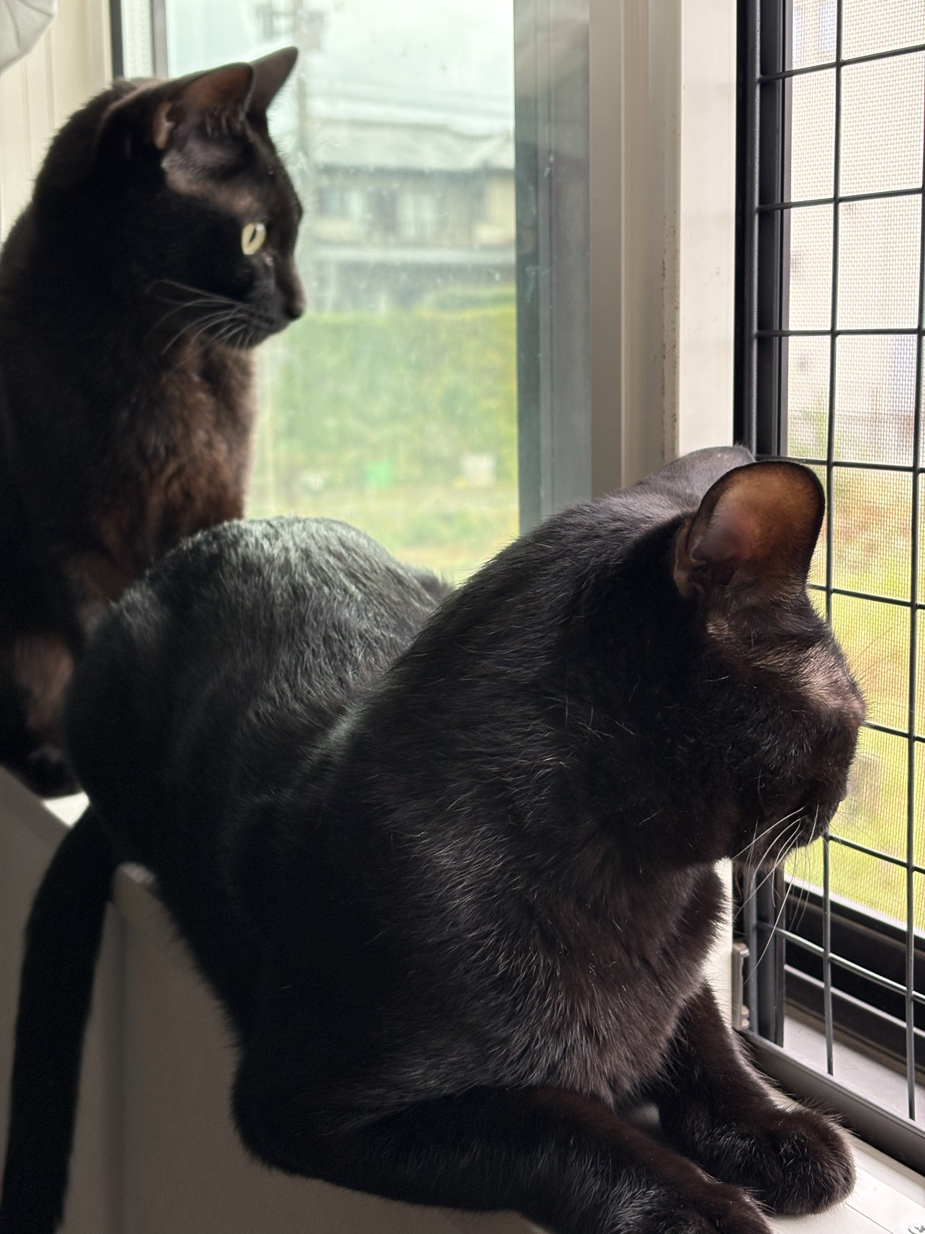 ♡黒猫( ΦωΦ )♡とまとめ ?media_id=3723197372626580746