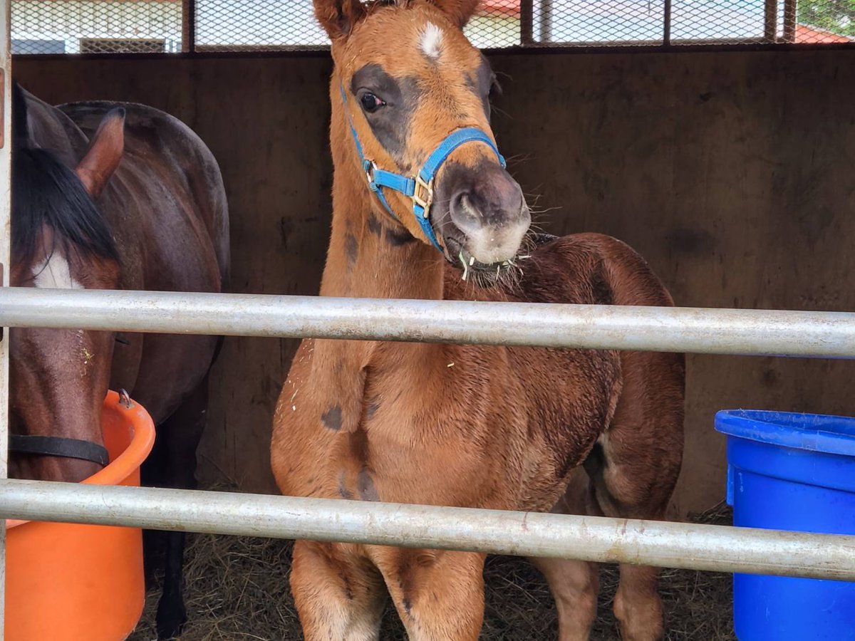 【現地・複勝的中】ファイトガリバー　第57回オークス2着 K-1【Official Account】 on X: 