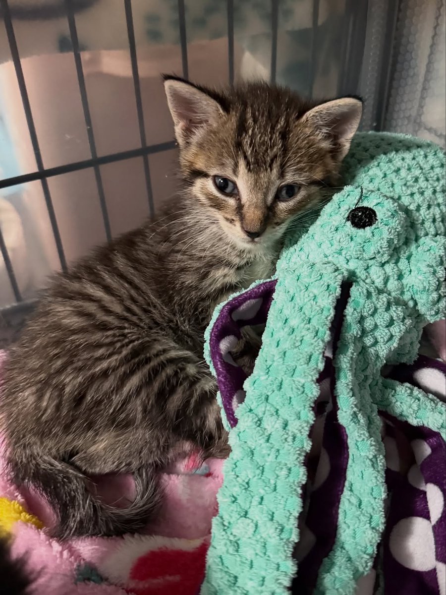 This sweet boy was surrendered to the shelter after a severe allergic reaction by someone in the home. His finder was heartbroken to not be able to keep him and sent along the heartbeat stuffy she had bought for him. He’s made friends with Chompers and Bedhead.