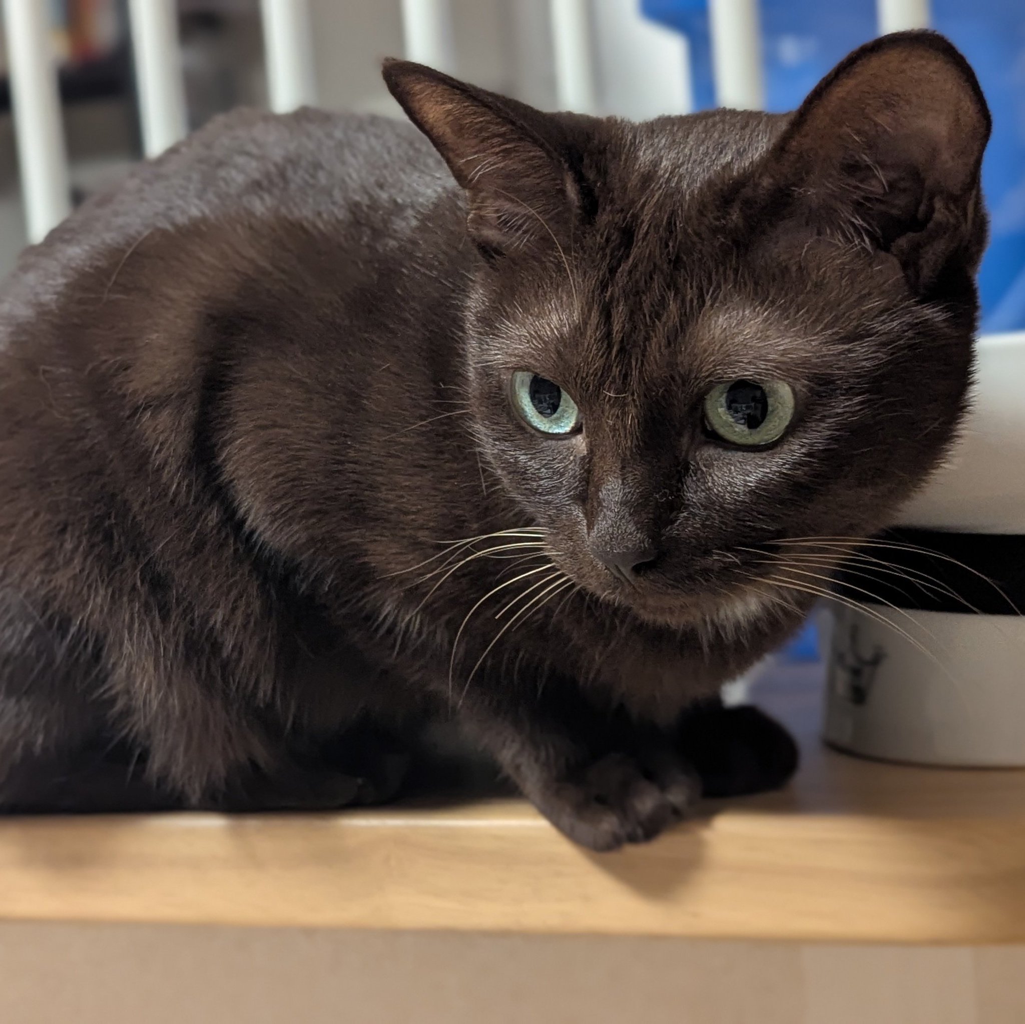 はるしゅん on X: 