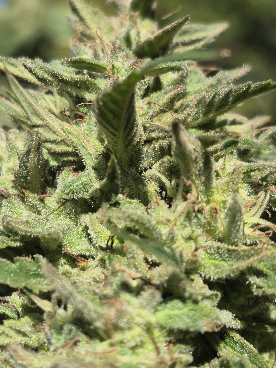 Would appreciate any and all thoughts on trichome  readiness of these plants i think I see auburn but my eyes aren't that good need to blow up pic with phone to to see