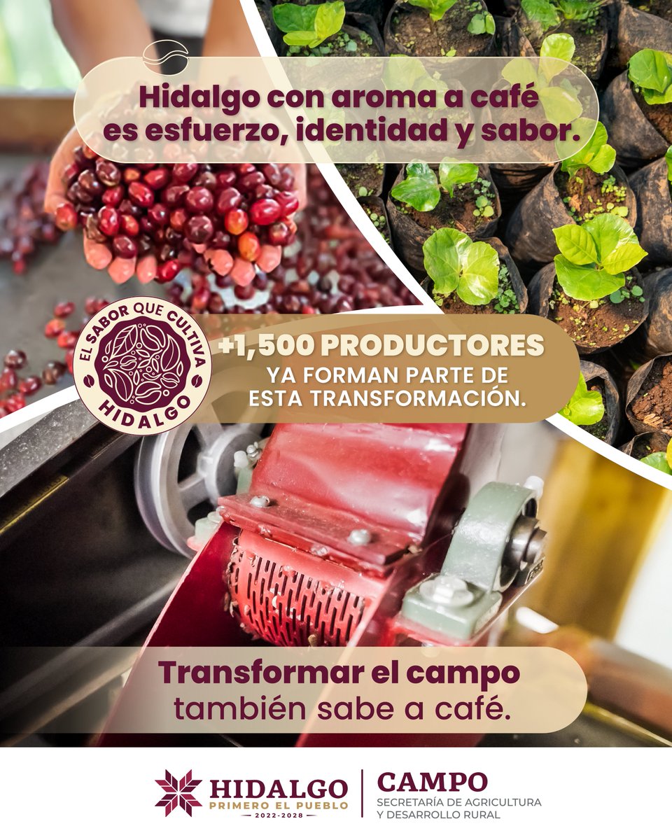 CronicaHidalgo's tweet image. El café hidalguense impulsa un nuevo capítulo para el campo.
Con visión colectiva, más de 1,500 productoras y productores están fortaleciendo la cafeticultura con innovación y raíces firmes.
En Hidalgo, el cambio también se cosecha.
#HidalgoConAromaACafé
#PrimeroElCampo
