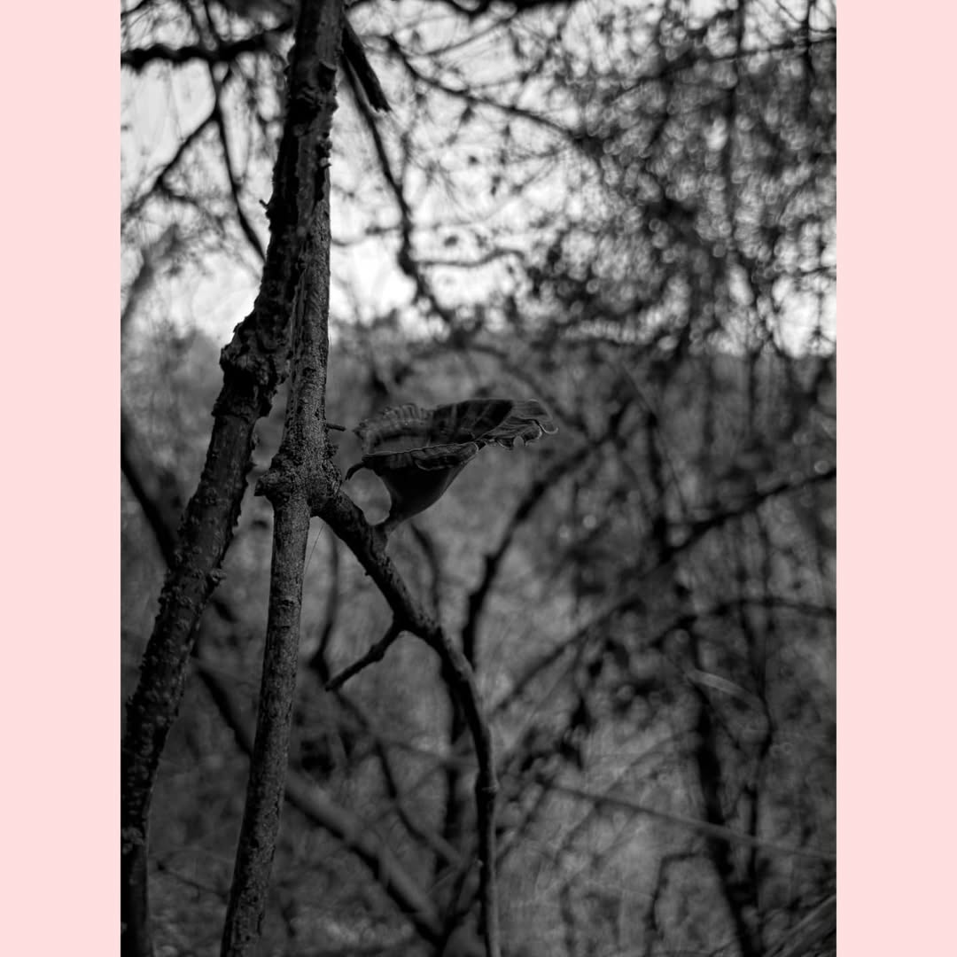 curiocritters's tweet image. A gentle reminder that the forest as we know it would not exist without fungus - like this humble bracket mushroom (#Microporus sp.), which decompose organic matter, enriching the soil, and sustaining the forest and all organisms which dwell therein.

#FungiFriday #Nokia9PureView